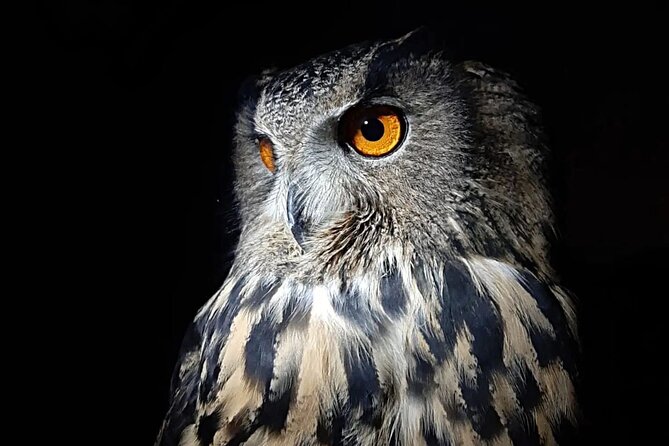 Interactive Educational Course on Birds of Prey - Meeting Roberto and learning about falconry