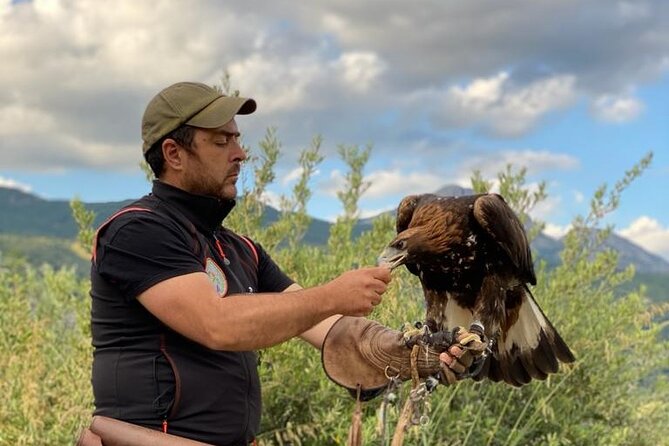 Interactive Educational Course on Birds of Prey - Who will enjoy this, and who should think twice