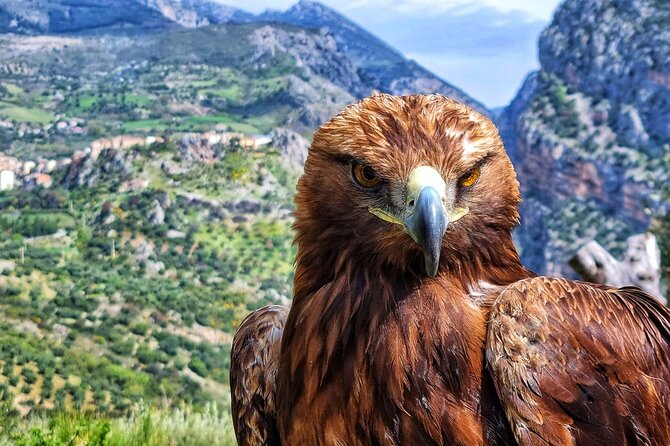 Interactive Educational Course on Birds of Prey - The three-step route and 300 to 400 meters of walking
