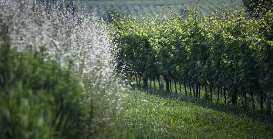 Lake Garda: Wine Tour and Tasting Experience in Bardolino - The views around Bardolino