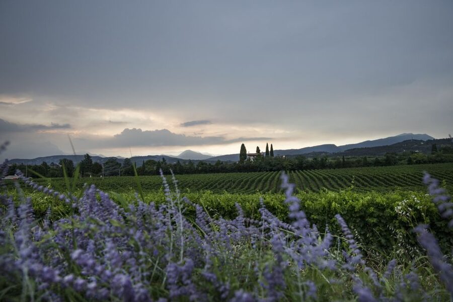 Lake Garda: Wine Tour and Tasting Experience in Bardolino - Who should book this experience?