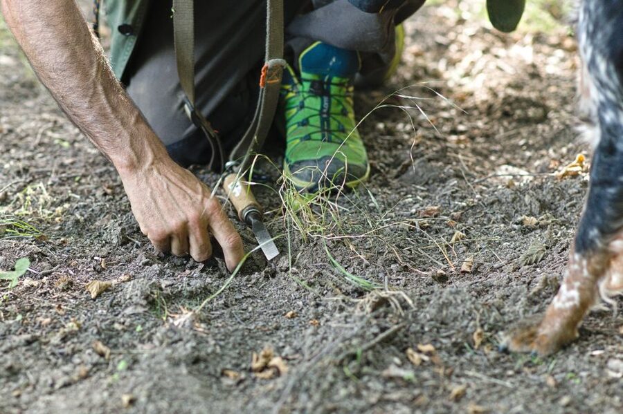 Langhe: Truffle Hunting Experience - Quick Take: What Makes This Hunt Worth Your Time