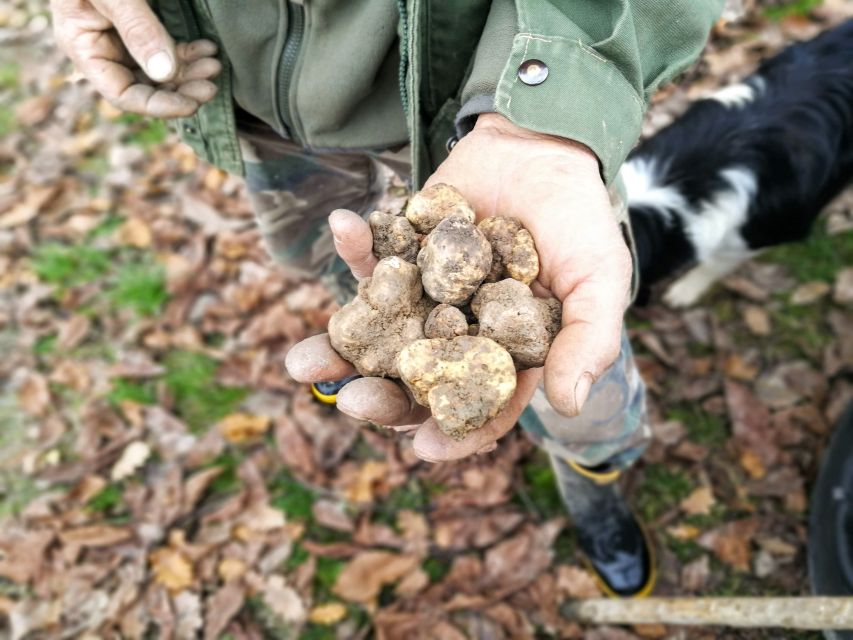 Langhe: Truffle Hunting Experience - Should You Book This Langhe Truffle Hunt?