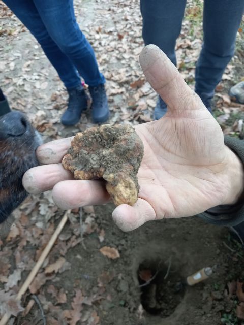 Langhe: Truffle Hunting Experience - Meeting the Trifolao Near Alba