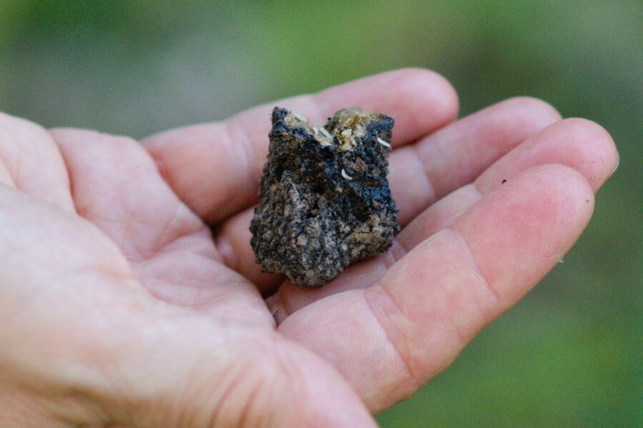 Langhe: Truffle Hunting Experience - Black Truffles, White Truffles, and Why Seasons Matter