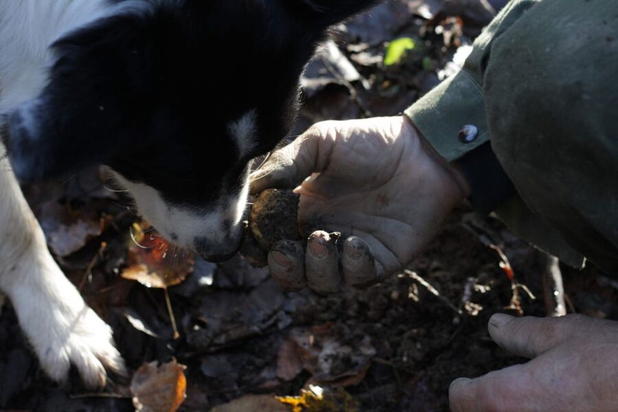 Langhe: Truffle Hunting Experience - The 1.5-Hour Hunt or the 3.5-Hour Wine Option