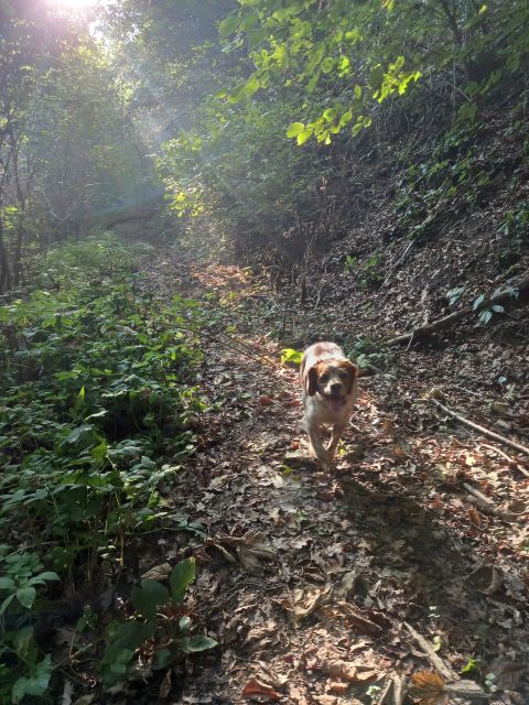 Langhe: Truffle Hunting Experience - What Your $94 Pays For