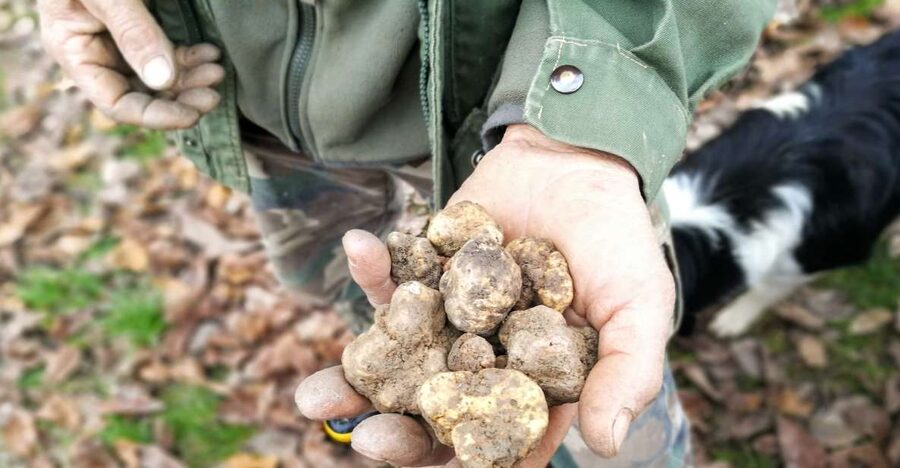 Langhe: Truffle Hunting Experience - A Strong Choice for Families and Food Lovers