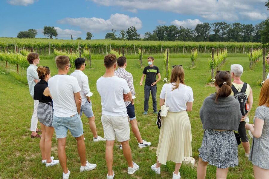 Lazise: Winery Tour with Garda Wines and Food Tasting - Why the $49 price makes sense