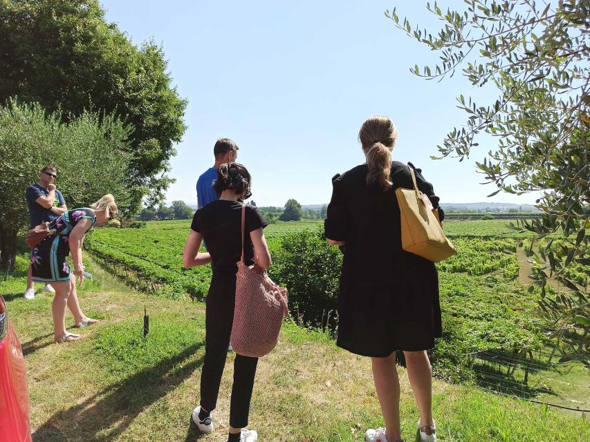 Lazise: Winery Tour with Garda Wines and Food Tasting - Walking through the vineyard and learning the basics