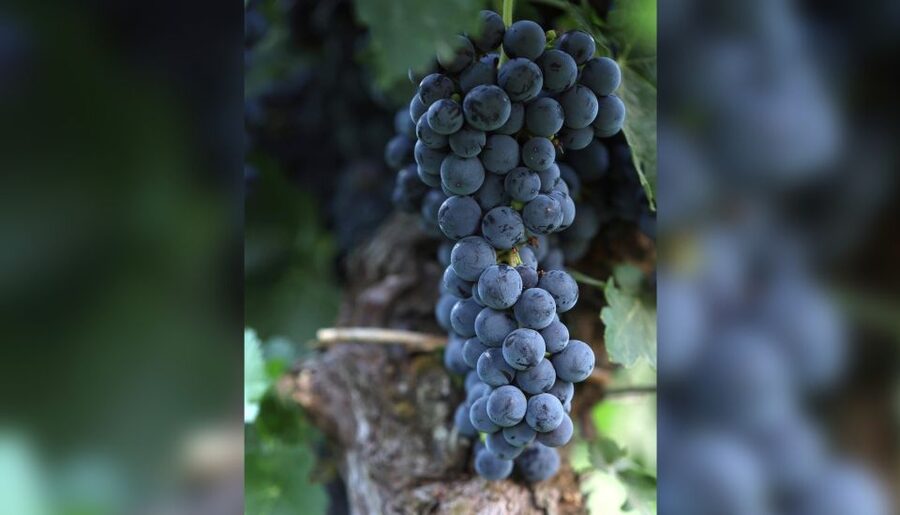 Lucca: Guided Winery Tour with Wine Tasting - Four or five wines on the panoramic terrace