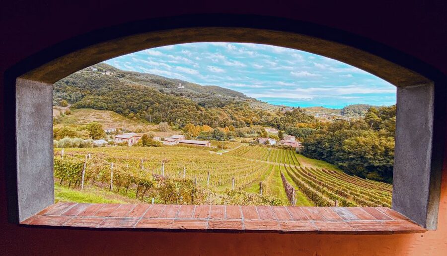 Lucca: Guided Winery Tour with Wine Tasting - The views and the olive groves