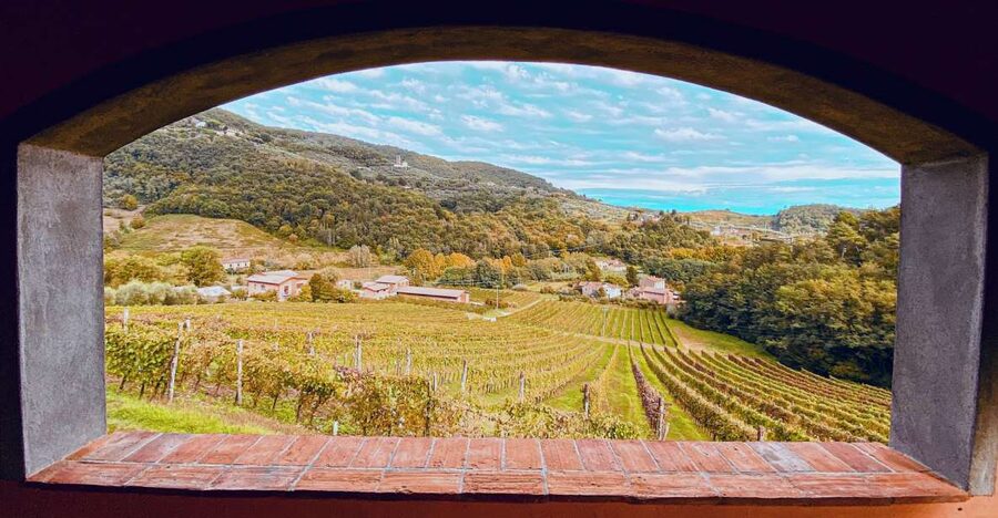 Lucca: Guided Winery Tour with Wine Tasting - Is $29 good value in Tuscany?