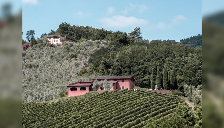 Lucca: Guided Winery Tour with Wine Tasting - Who will enjoy this winery visit most?