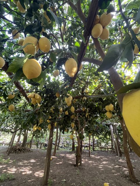 Maiori: Amalfi Coast Path of Lemons Day Trip with Tastings - Is $59 plus €15 a fair price?