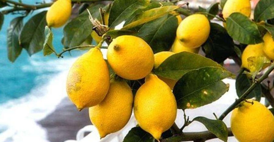 Maiori: Amalfi Coast Path of Lemons Day Trip with Tastings - Why lemons are the right way into the Amalfi Coast