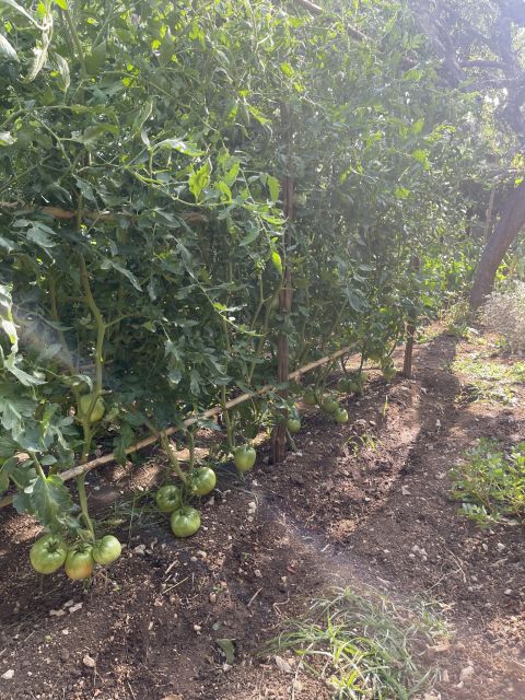 Maiori: Amalfi Coast Path of Lemons Day Trip with Tastings - Guide quality makes a real difference