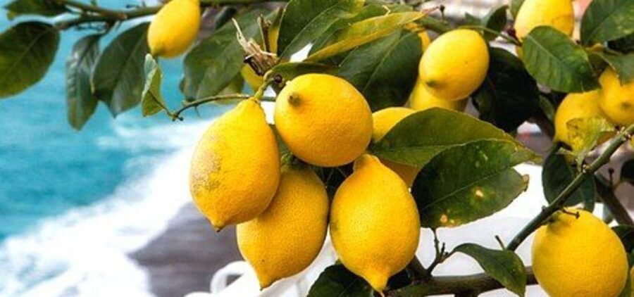 Maiori: Amalfi Coast Path of Lemons Day Trip with Tastings - Starting near Santa Maria a Mare in Maiori