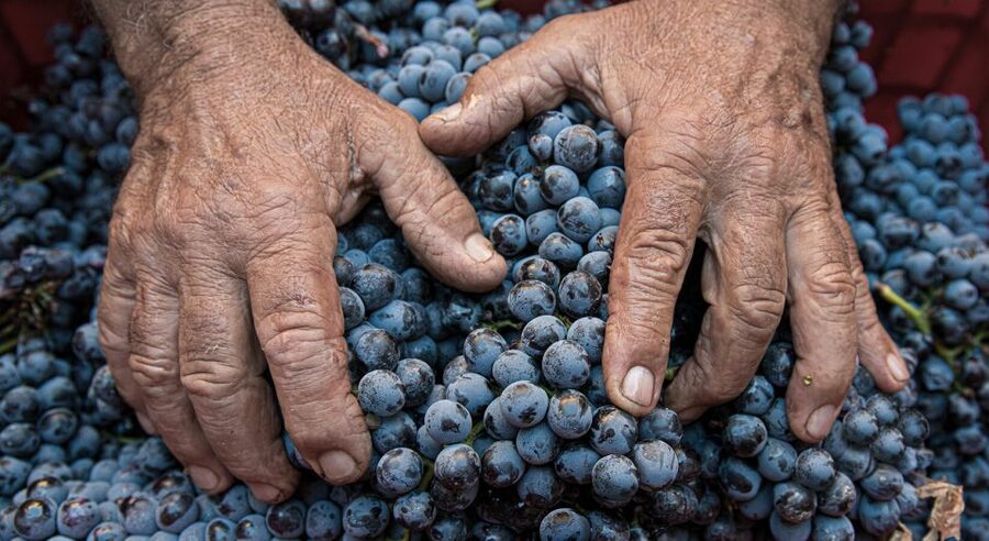 Montalcino: Brunello Wine Tasting & Lunch in a Tuscan Castle - Should you book it?