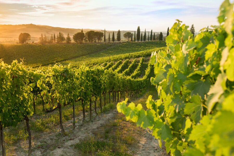 Montalcino: Brunello Wine Tasting & Lunch in a Tuscan Castle - Who will enjoy this Montalcino experience?