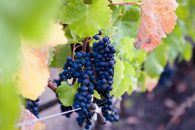 Mt Etna and Wine tasting tour from Catania - The first two hours with EtnaTribe