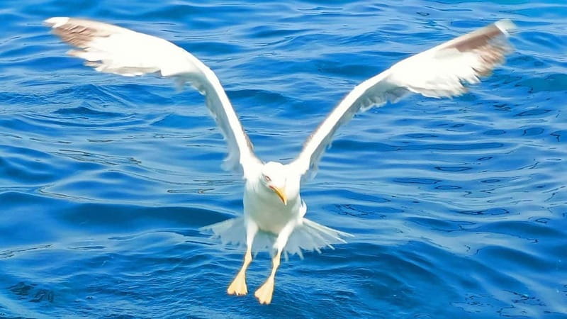 Olbia: Boat tour to watch Dolphins and snorkeling - The best parts of the Olbia boat trip