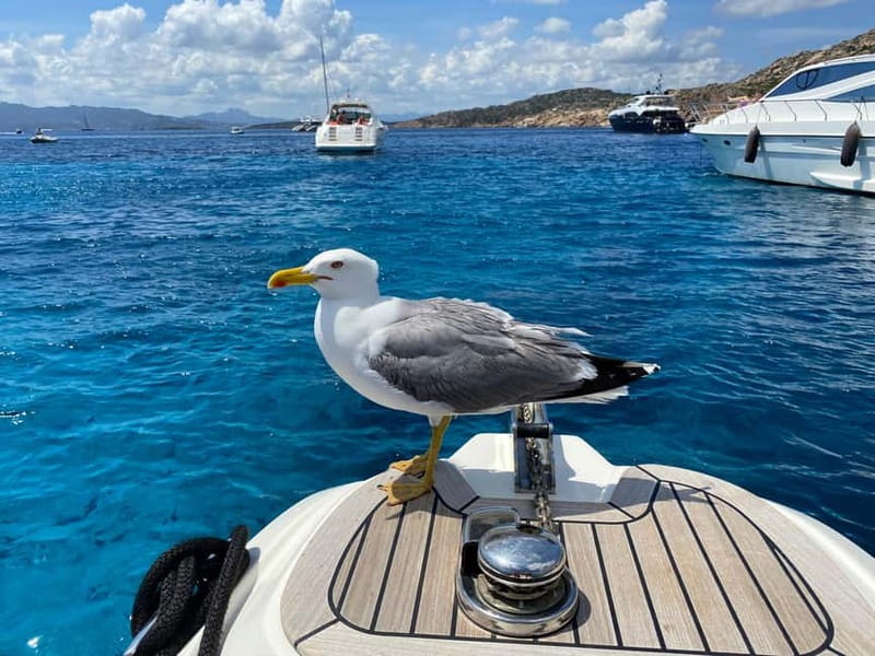 Olbia: Boat tour to watch Dolphins and snorkeling - Capo Figari and the coast from the water