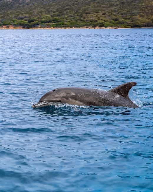 Olbia: Boat tour to watch Dolphins and snorkeling - Cala Moresca and the Figarolo snorkeling stop