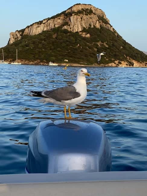 Olbia: Boat tour to watch Dolphins and snorkeling - Who should book this Olbia excursion?
