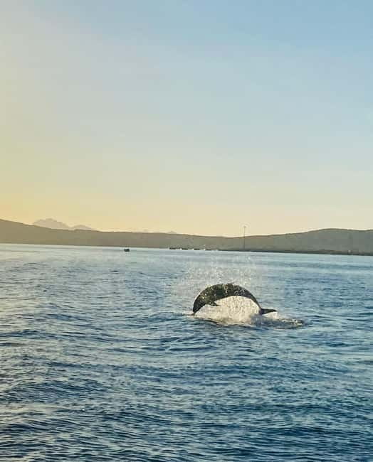Olbia: Boat tour to watch Dolphins and snorkeling - My verdict: a strong half-day from Olbia