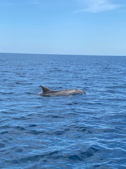 Olbia: Boat tour to watch Dolphins and snorkeling - Looking for bottlenose dolphins near the fish farm
