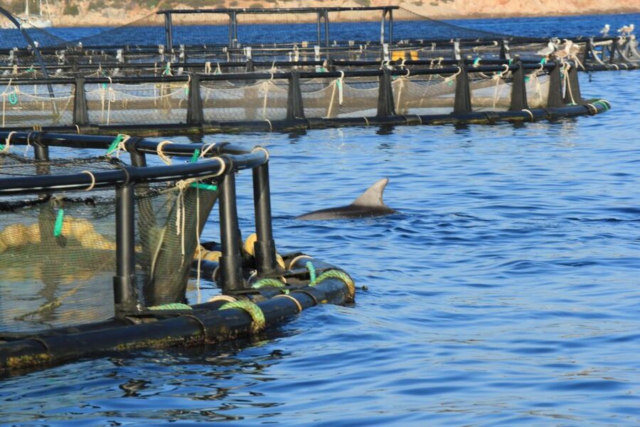 Olbia: Dolphin Watching and Snorkeling Boat Tour - Leaving Olbia for Figarolo and Capo Figari