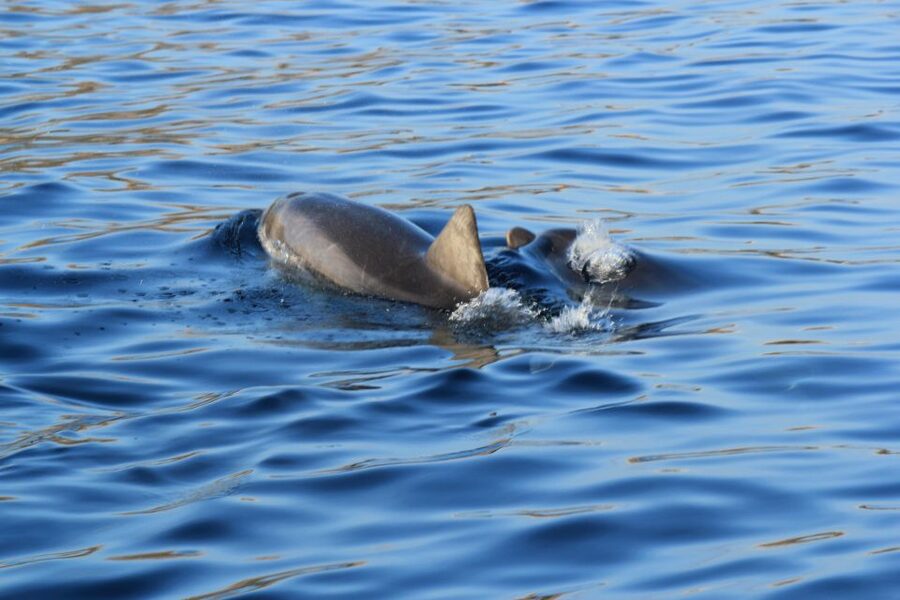 Olbia: Dolphin Watching and Snorkeling Boat Tour - Swimming at Cala Greca and Cala Moresca