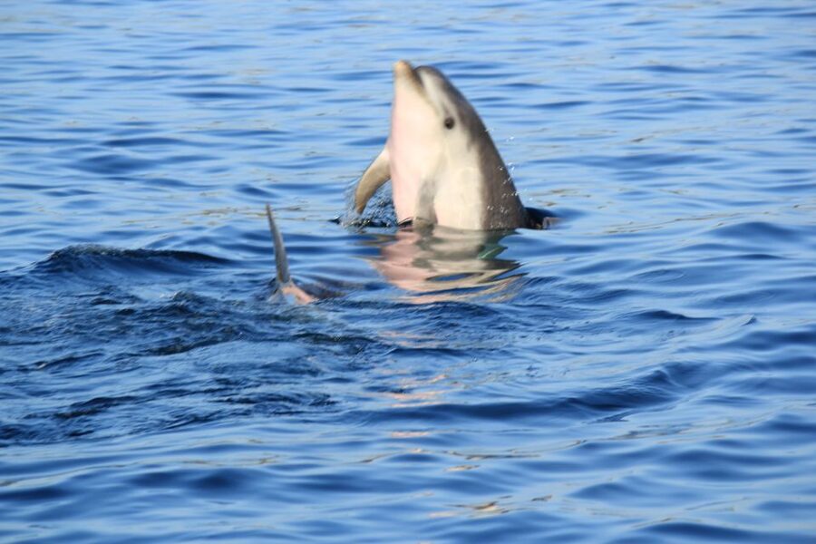 Olbia: Dolphin Watching and Snorkeling Boat Tour - The Sustainability Promise