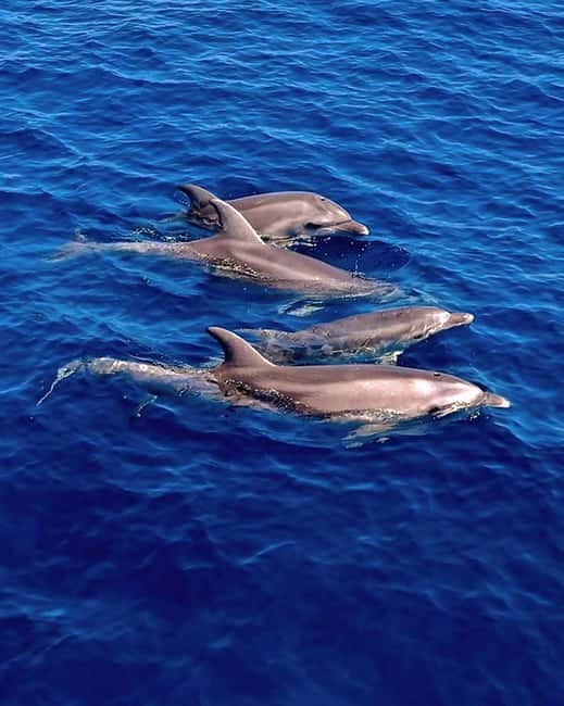 Olbia: Dolphin Watching & Snorkeling Boat Tour near Figarolo - What makes this boat trip worth your morning or afternoon