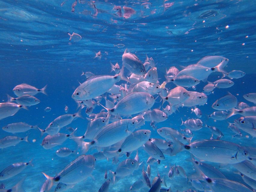 Olbia: Dolphin Watching & Snorkeling Boat Tour near Figarolo - Should you book the Olbia dolphin tour?