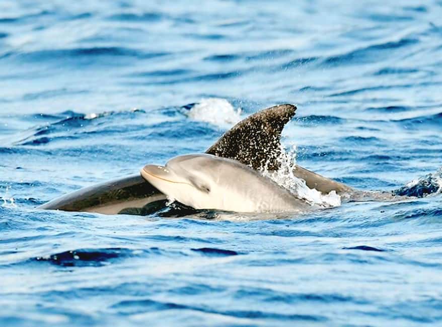 Olbia: Dolphin Watching & Snorkeling Boat Tour near Figarolo - Starting at Moys Marina in Olbia