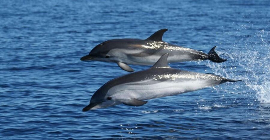 Olbia: Dolphin Watching & Snorkeling Boat Tour near Figarolo - Figarolo Island: clear water and an hour to swim