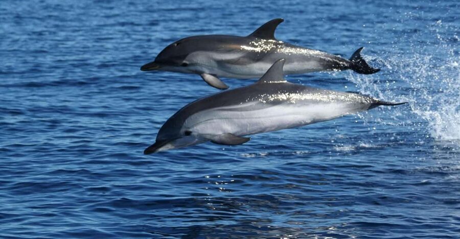 Olbia: Dolphin Watching & Snorkeling Boat Tour near Figarolo - Capo Figari: the main search for dolphins
