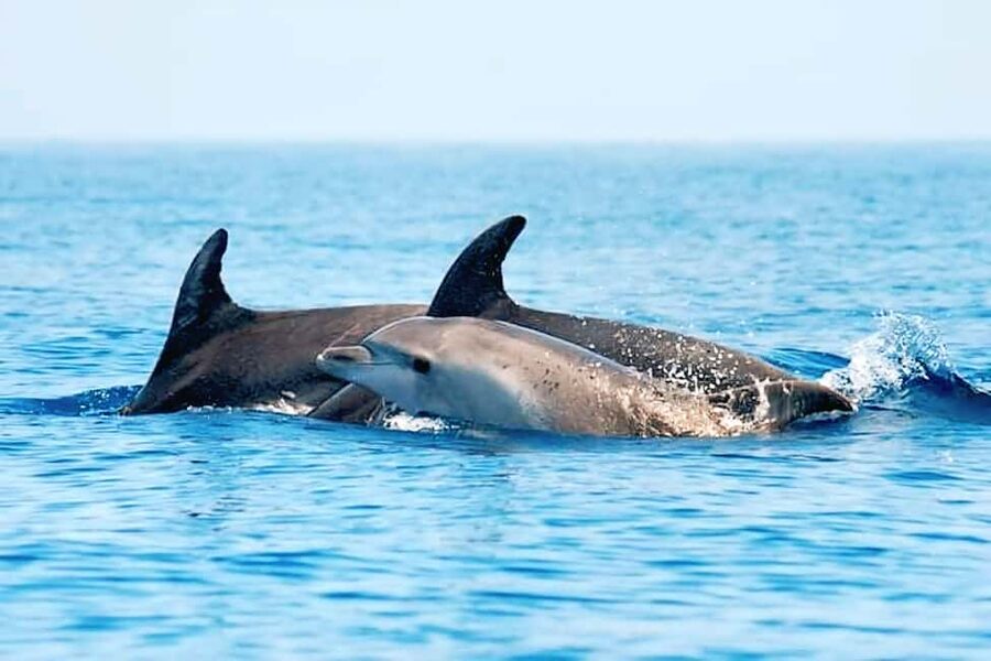 Olbia: Dolphin Watching & Snorkeling Boat Tour near Figarolo - Cala Moresca: swimming, snacks, and a slower hour