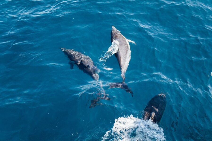 Olbia: Dolphin Watching & Snorkeling Boat Tour near Figarolo - How much value do you get for $77?