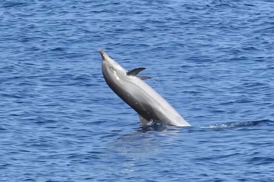 Olbia: Dolphin Watching & Snorkeling Boat Tour near Figarolo - Who should book this experience?