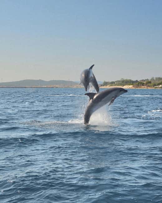 Olbia: Dolphin Watching & Snorkeling Boat Tour near Figarolo - What the 8.5-meter boat feels like on the water
