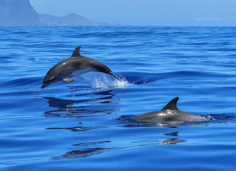 Olbia: Dolphin Watching & Swim and snorkel in Capo Figari - Cruising toward Figarolo Island