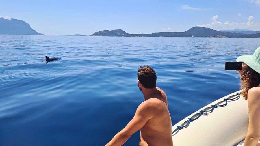 Olbia: Dolphin Watching Tour with Figarolo Island Snorkeling - Key points to know before you book