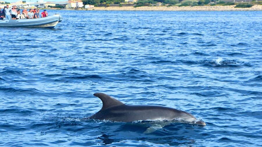 Olbia: Dolphin Watching Tour with Figarolo Island Snorkeling - Should you book this dolphin and snorkeling tour?