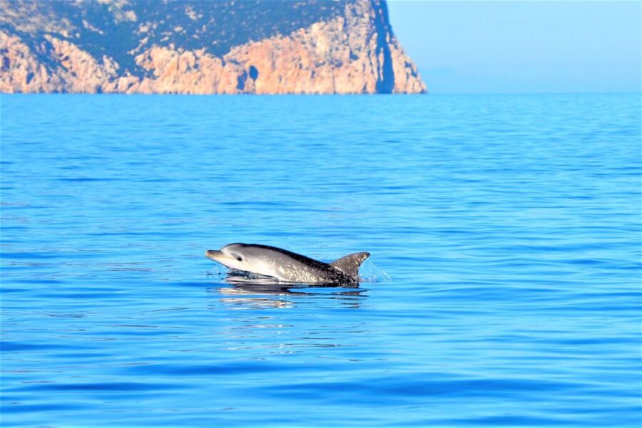 Olbia: Dolphin Watching Tour with Figarolo Island Snorkeling - Leaving Marina di Olbia for Figarolo Island