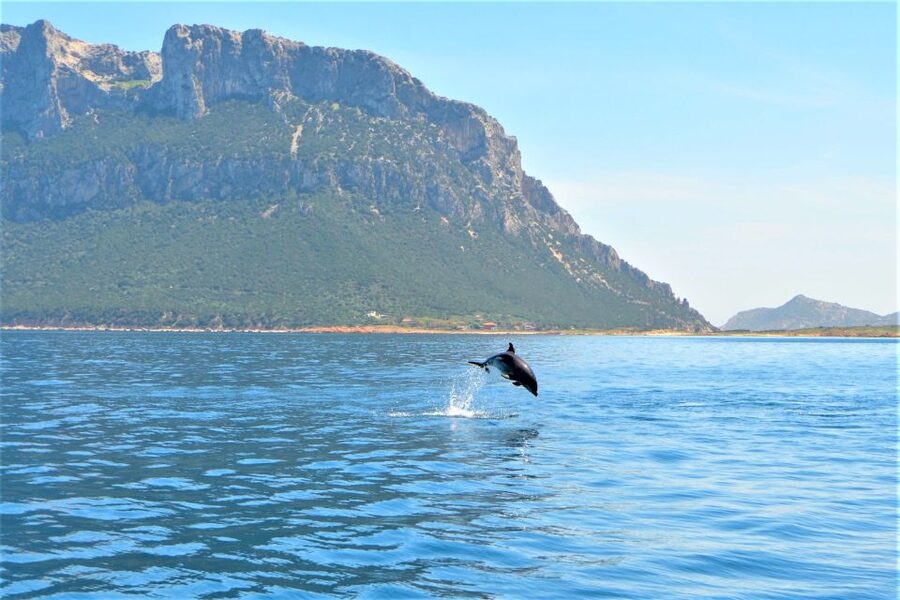 Olbia: Dolphin Watching Tour with Figarolo Island Snorkeling - Snorkeling beside Capo Figari