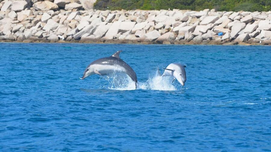 Olbia: Dolphin Watching Tour with Figarolo Island Snorkeling - The second stop at Cala Moresca or Figarolo