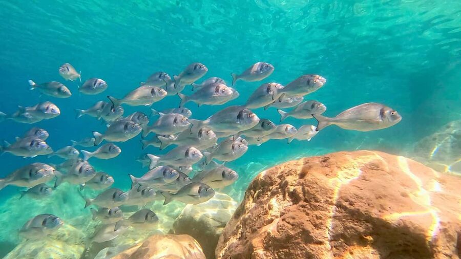 Olbia: Dolphin Watching Tour with Figarolo Island Snorkeling - What the small dinghy is really like